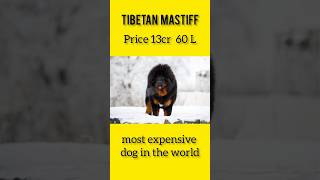 Tibetan Mastiff|दुनिया का सबसे महंगा कुत्ता #shorts #facts #viral #animals @ItsFacts