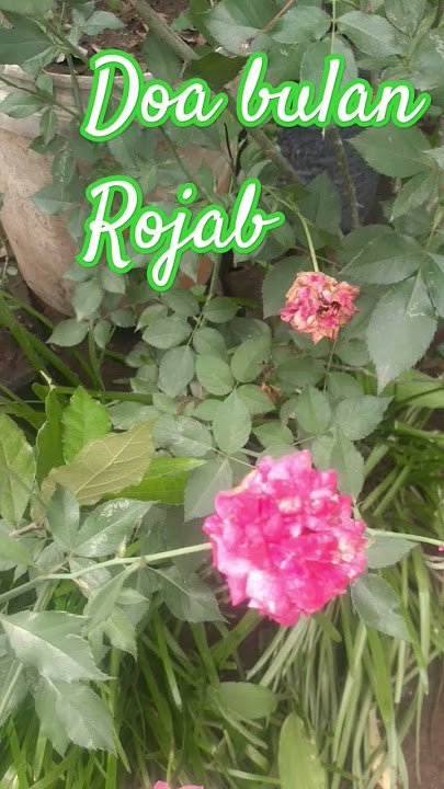 DOA BULAN RAJAB #cover #music