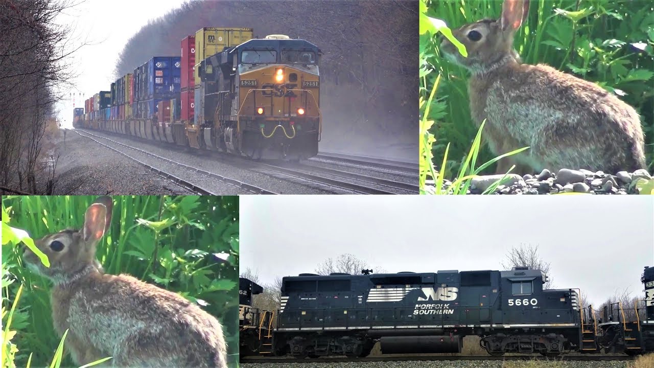 bnsf 5729 Trains and The Easter Bunny