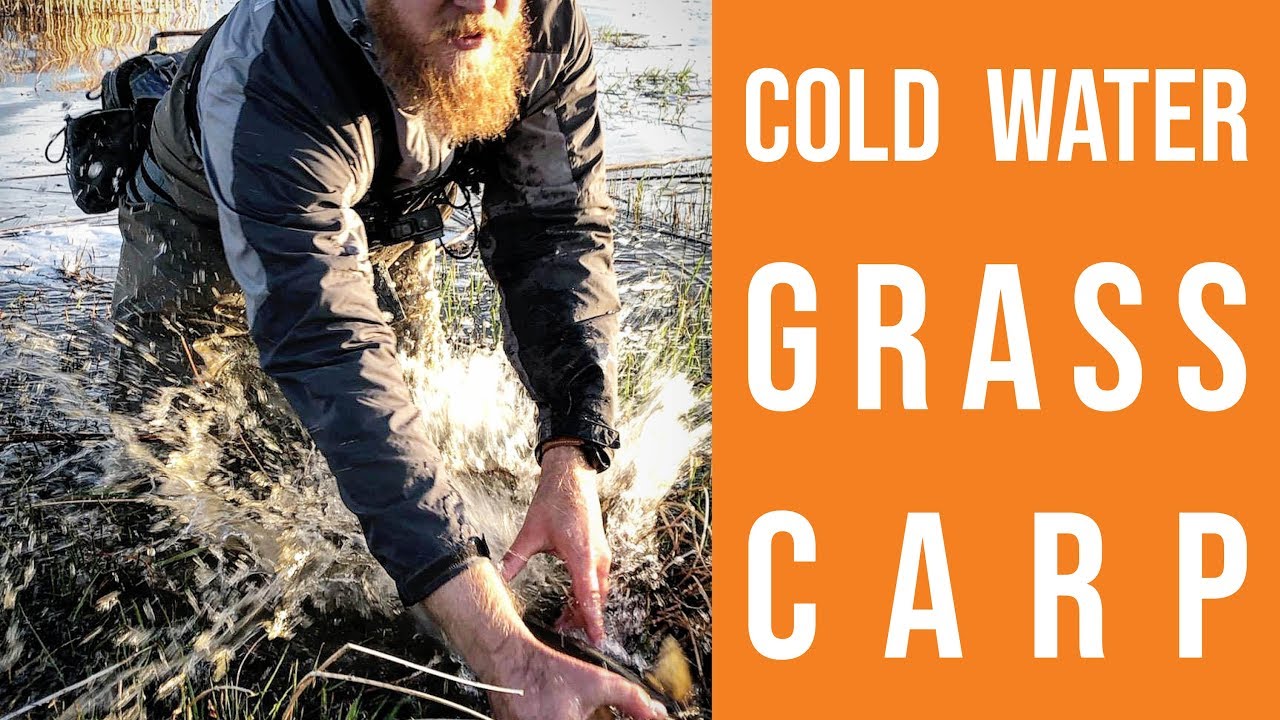 Cold Water Grass Carp on the Fly YouTube