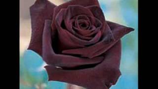 Lieve Hugo - Blaka Rosoe.