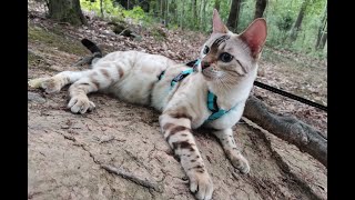 Snow Bengal Katze das 1. mal Gassi gehen im Wald nach längerer Zeit by Phestina 1,265 views 1 year ago 3 minutes, 26 seconds