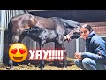 It finally worked!! Dummy foal Belle is nursing all alone!! I&#39;m very happy!! 5/7 | Friesian Horses