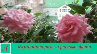 Комнатная роза - красивые фото