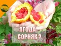 МОМОРДИКА. ВКУСНЕЙШАЯ ЭКЗОТИКА для каждого сада! Растет как сорняк.