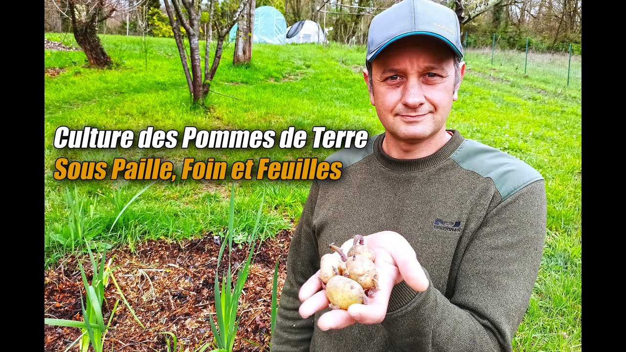 Culture des Pomme de Terre sous Paille, Foin, Feuilles et BRF YouTube — free download