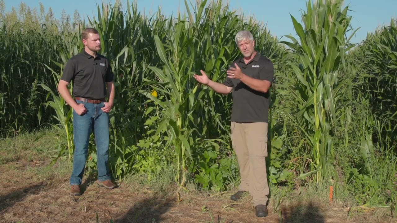 Corn Inter-seeding Trials