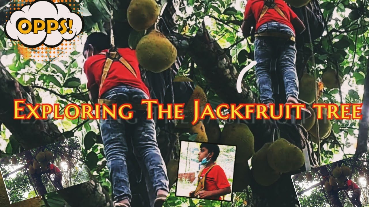 Watch How I Climbed on a Jackfruit Tree VLOG 11 malayalam 