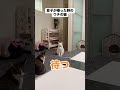 #自分でおもちゃを準備し待つ猫　#猫 #ねこのいる生活　音声.音読さん