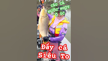 Câu cá Sông nước ngọt ở ÚC: rất nhiều cá bự #australiafishing #riverfishing #câucáởÚc #australia