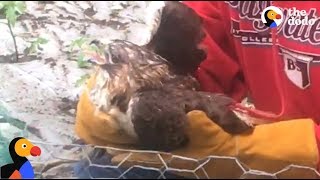 Lucky Hawk Stuck In Net Rescued By Sweet Guys The Dodo