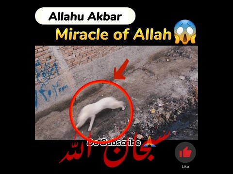 Miracle of Allah☝️😱