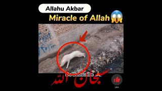 Miracle Of Allah Allahu Akbar
