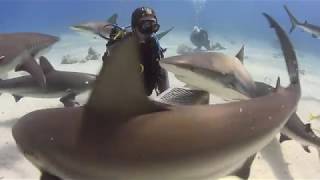 Training to be a Shark Feeder at Stuart Cove's Dive Bahamas (9/24/18)