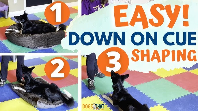 22 Ways to Play with and Exercise Your Dog Indoors