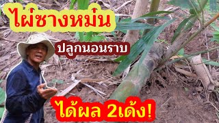 ไผ่ซางหม่นเหง้า…ปลูกนอนราบ ได้ผล2 เด้ง