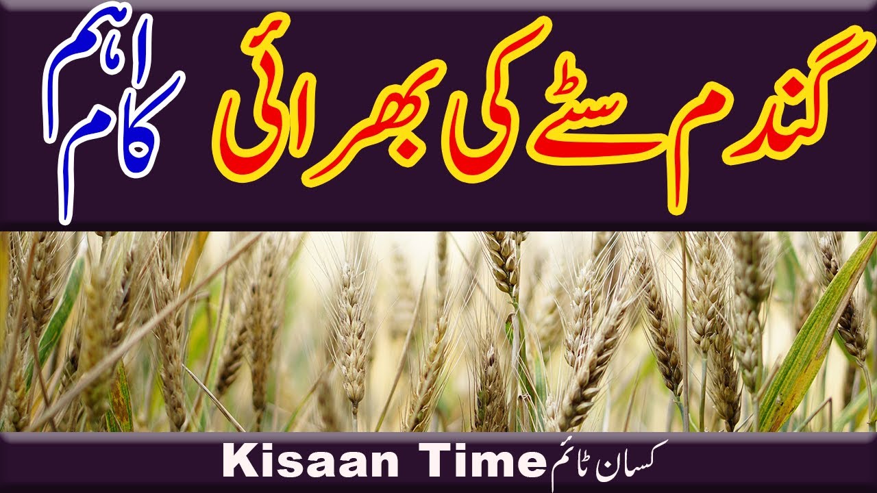 Gandam ki paidawar gandam ki achi paidawar ke liye kya karen gandum ki paidawar kisantime کسان ٹائم