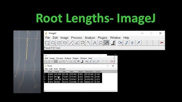 Root length, Image J, Arabidopsis, research, stress, analysis @DoctorTutors