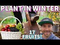 17 fantastic new fruit trees to plant in winter 2023