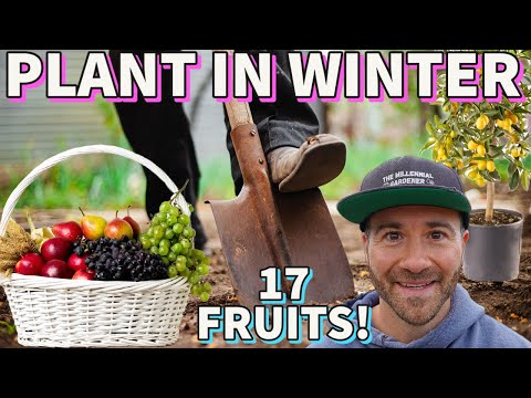 Video: Beste noordoostelijke fruitbomen: groeiende fruitbomen in New England