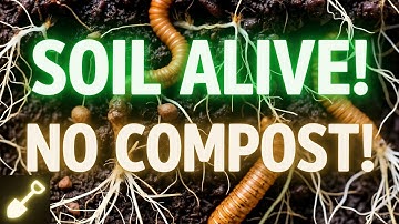 I Stopped Composting... and My Soil Exploded with Life!