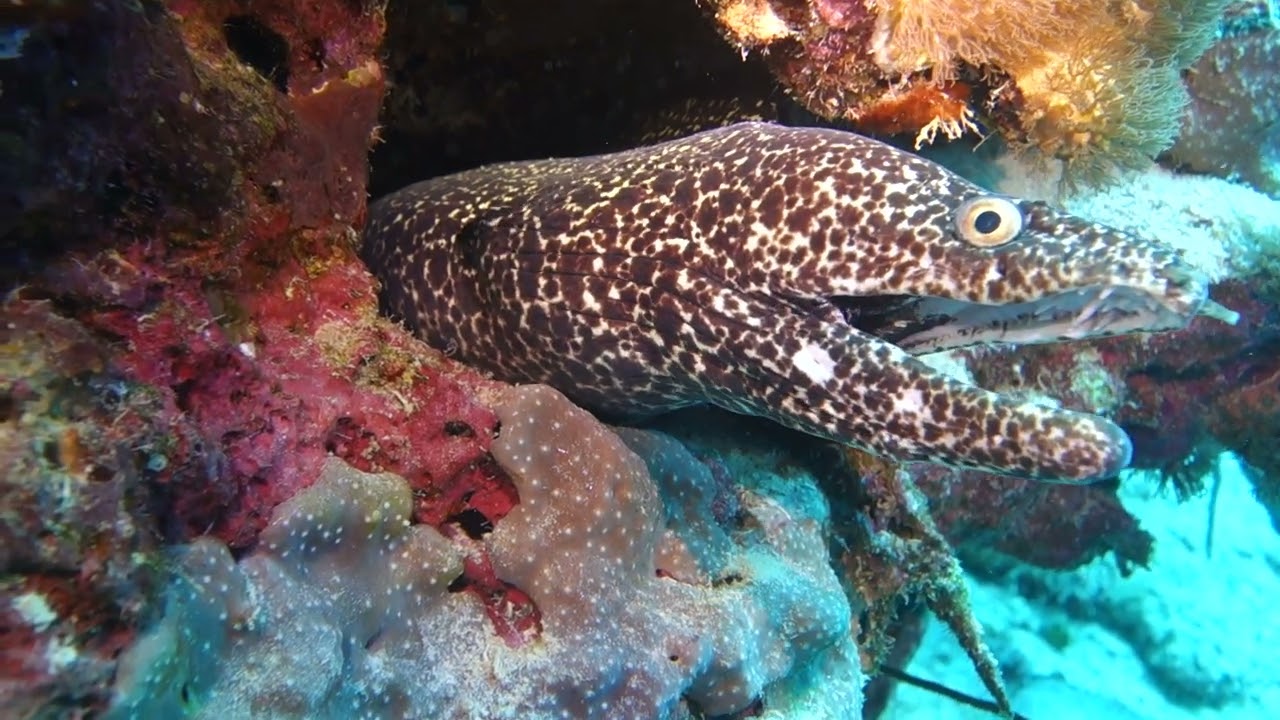 Spotted Moray Eel - Gymnothorax moringa - Small Wall, Bonaire - 2023-02-05