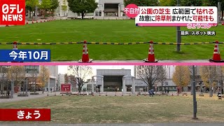 公園の芝生枯れる…故意に除草剤まかれたか 横浜（2020年12月14日放送「news every.」より）