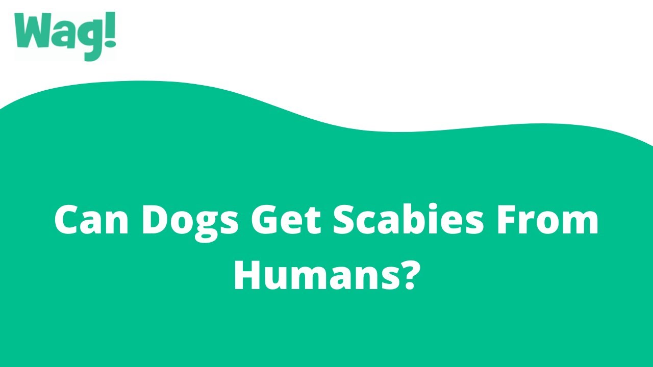do dogs have scabies