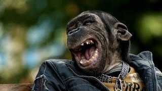 ПОДБОРКА ПРИКОЛЬНОГО ВИДЕО, САМОЕ ПРИКОЛЬНОЕ ВИДЕО С ЖИВОТНЫМИ 2015 №3, FUNNY ANIMALS 2015 ПОДБОРКА ПРИКОЛЬНОГО ВИДЕО, САМОЕ ПРИКОЛЬНОЕ ВИДЕО С ЖИВОТНЫМИ 2015 №3, FUNNY ANIMALS 2015