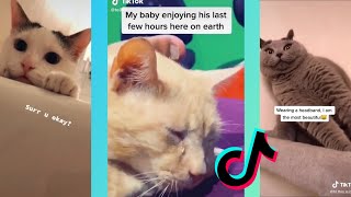 Top Cat Videos of 2020 | Funny&Cute Cats | TikTok Cat Compilation #1 by Cat Purrfections 239 views 3 years ago 6 minutes, 29 seconds