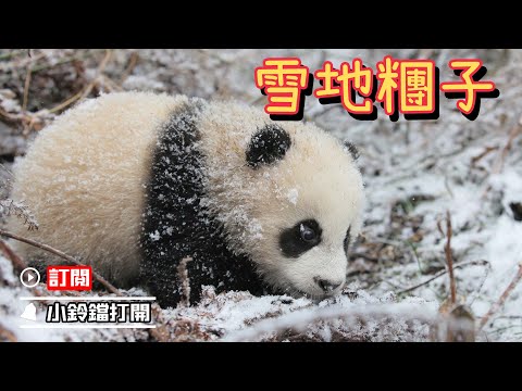 《超萌滾滾秀》290期 雪地糰子出奇跡 | iPanda熊貓頻道