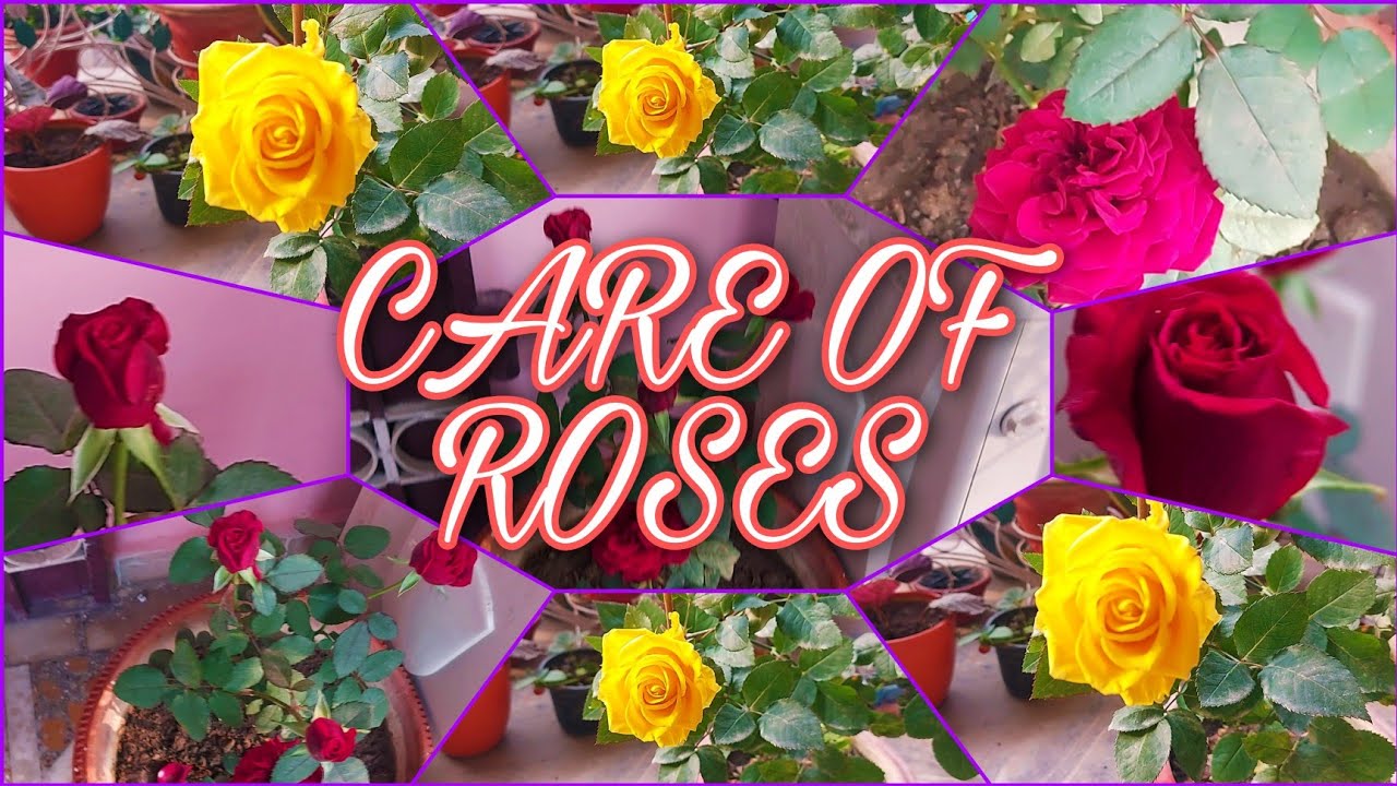 How to take care of Rose 🌹 plant and get lots of flowers from the Rose