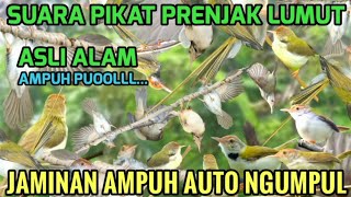 Dijamin Ampuh! Suara Pikat Prenjak Lumut 100% Langsung Ngumpul 