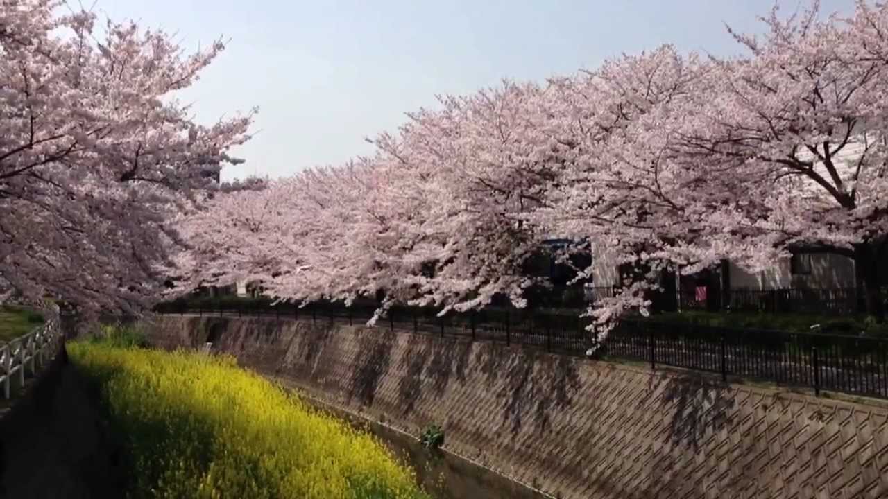Beautiful Natural Garden お花見 北九州市小倉南区守恒本町の桜 その2 13 3 30 11時頃 Youtube