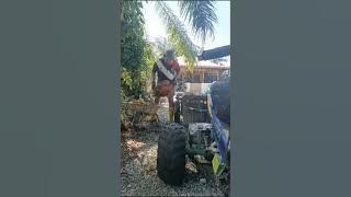 panen hasianyo untuak dijua. mancari pitih #tonton #dukuangambo #tonton #tq #bagi