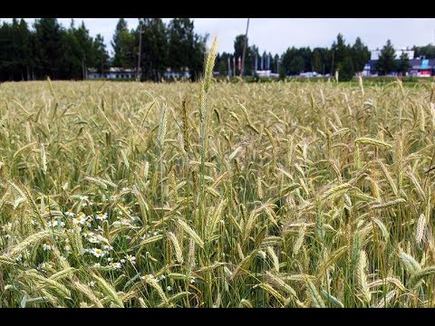 Video: Kuinka Tuoda Keskusteluun