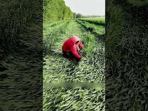 لماذا ي سو ي المزارعون قمحهم زراعة زراعة