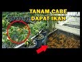 # TIS # Budidaya Cabe&Ikan Mas Terpadu Cara Aquaponik|Macam,Bahan,Tanam|