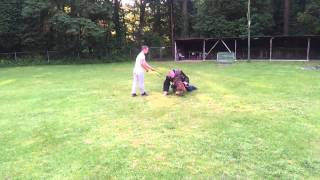 Politiehondentraining Hulshorst