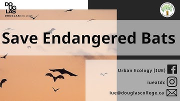 How to: Save Endangered Bats