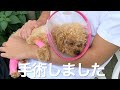 手術から退院まで【トイプードル】