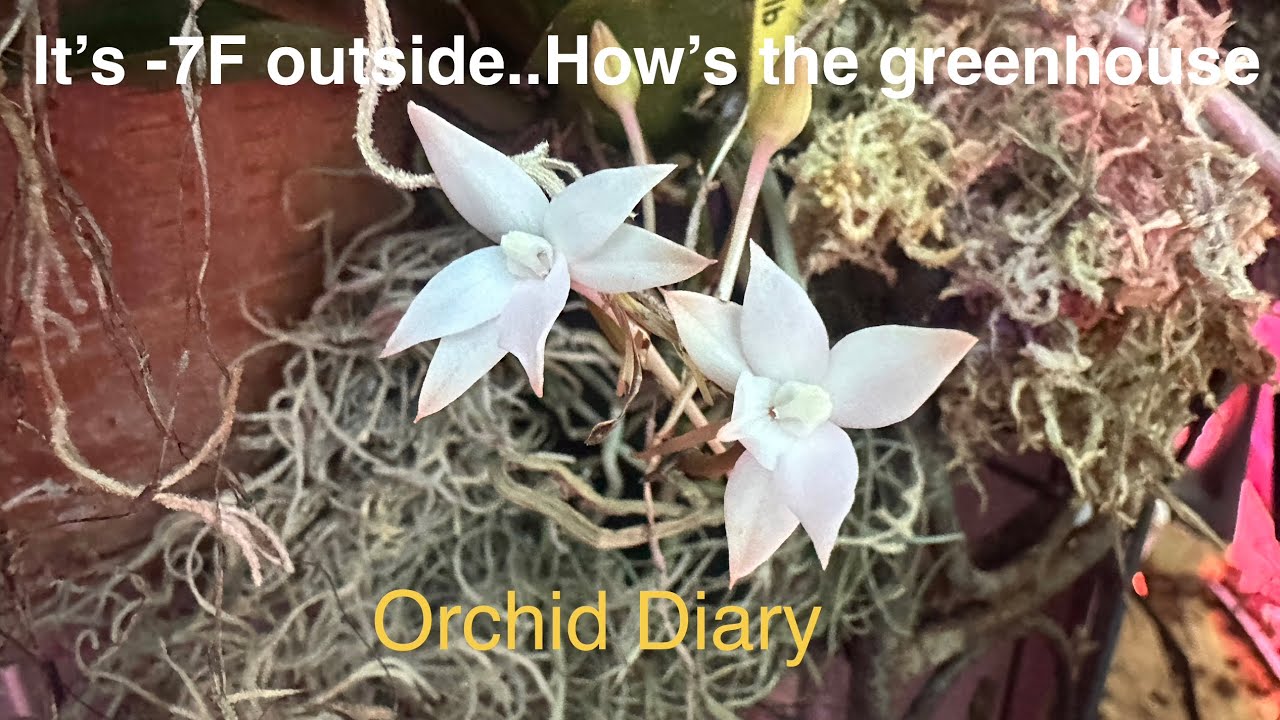 На улице -7 градусов по Фаренгейту. Давайте посмотрим, как внутри живут орхидеи.