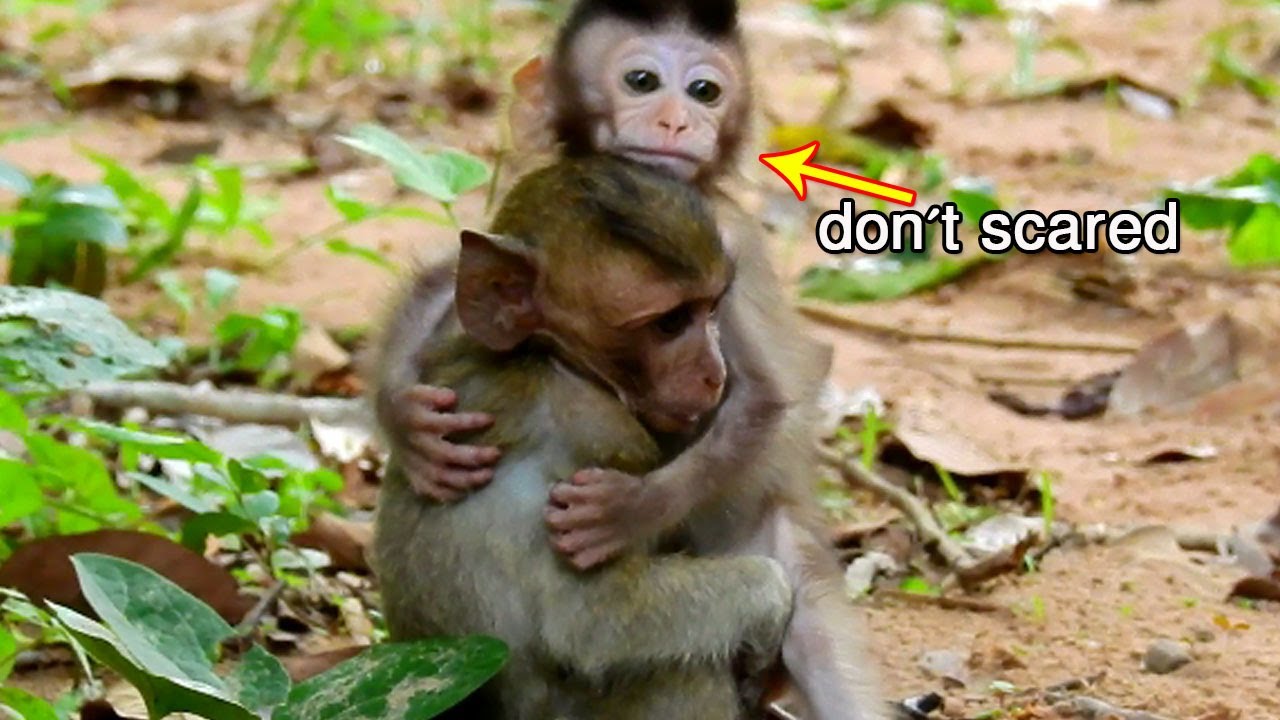 Oh God! New baby Quinton hug to sister Dakota so lovely, Dakota scared big male monkey