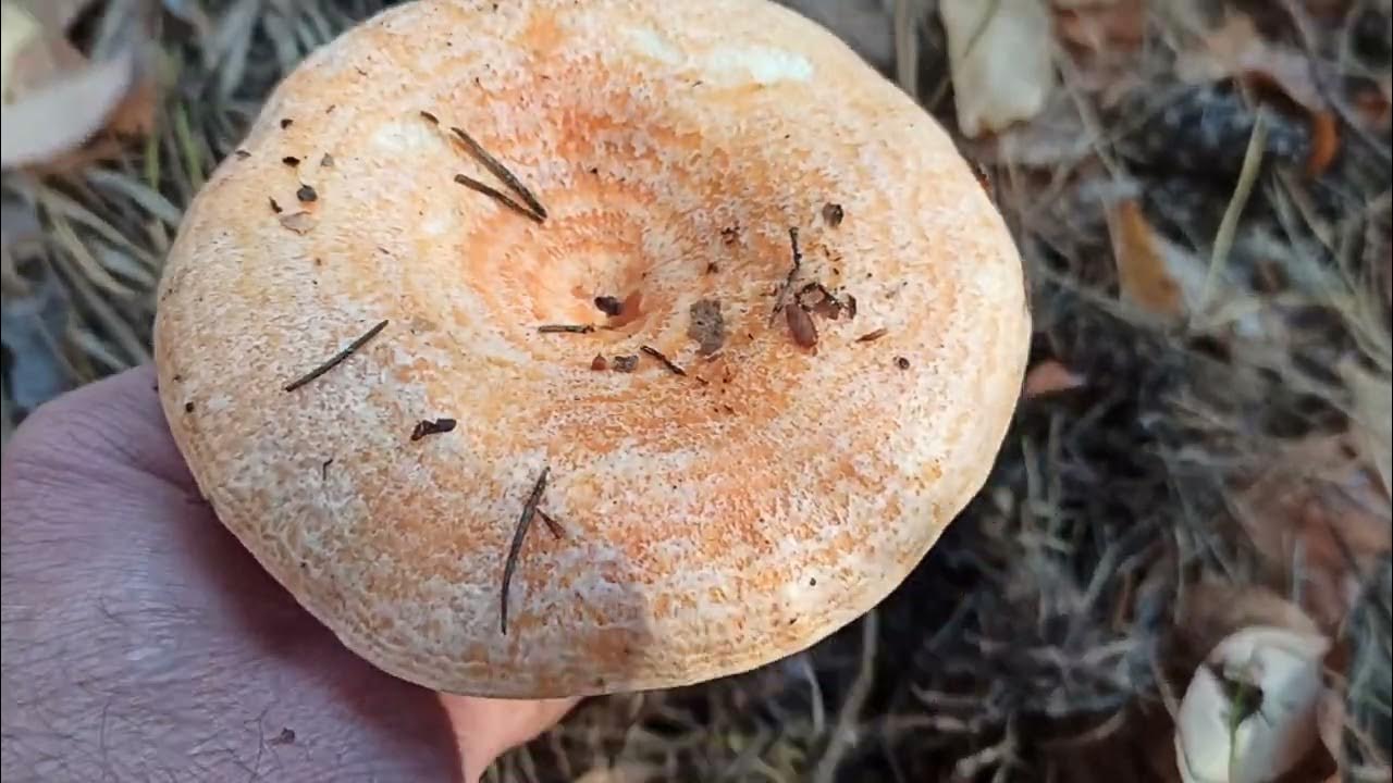 волнушка белянка. фиолетовая волнушка гриб. грузди и волнушки. ложный рыжик фото. гриб рыжик декорация.