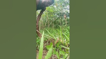 Harvesting cassava part 106 #shorts #farming #cassava #nature  #cassavaroots #cassavafarming