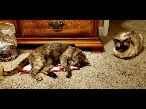 🐈 Night Time 🐈