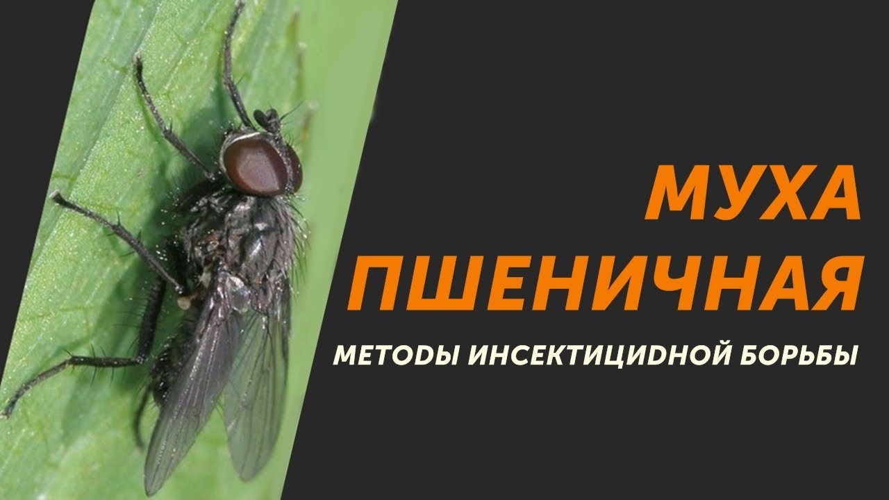 Муха в машине примета