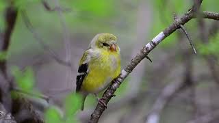 Goldfinch with forest sounds...