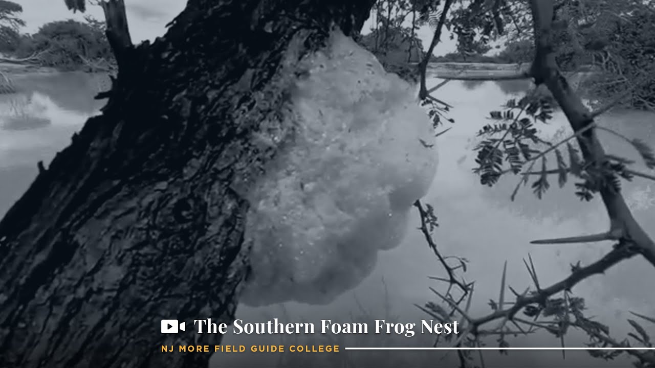 The Southern Foam Frog Nest