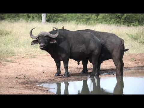 Gomo Gomo Game Lodge - Klaserie Private Nature Reserve